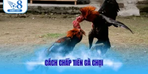 Cách chấp tiền gà chọi