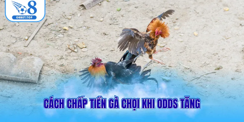 Cách chấp tiền gà chọi khi odds tăng