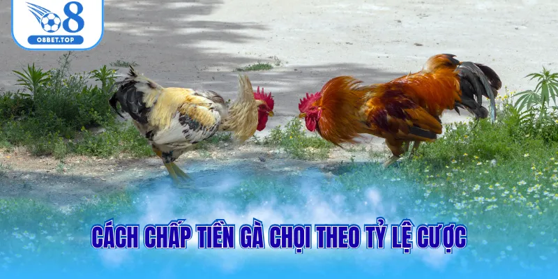 Cách chấp tiền gà chọi theo tỷ lệ cược