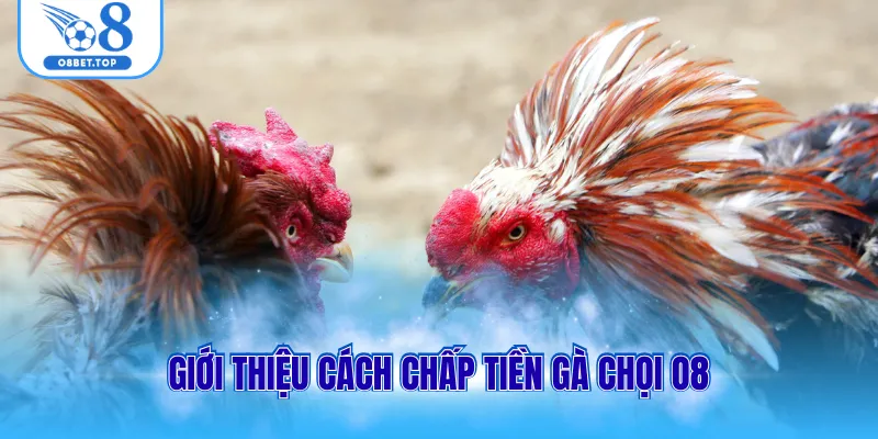 Giới thiệu cách chấp tiền gà chọi O8