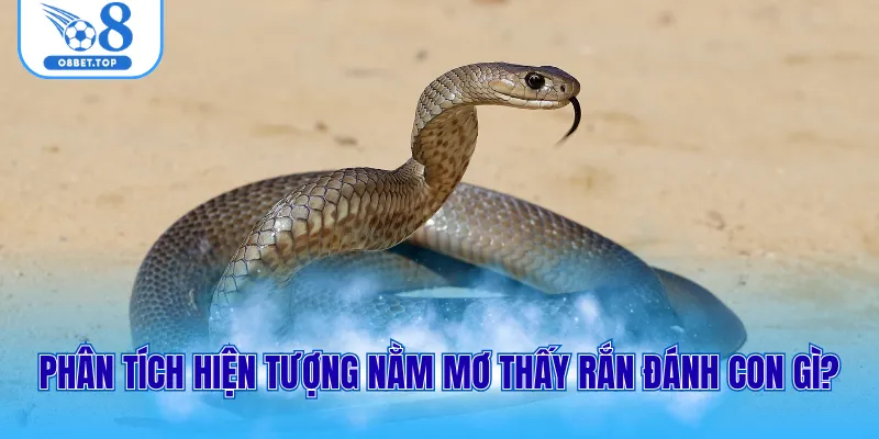 Phân tích hiện tượng nằm mơ thấy rắn đánh con gì?